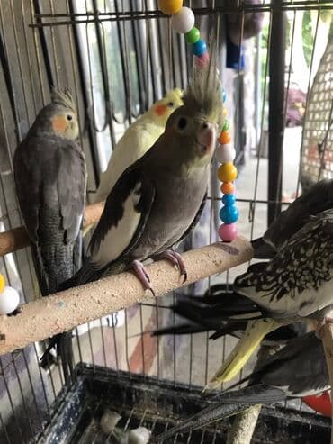 çoban işi: Erkeydi isteye yen yazsin coxdu korela kiletkada yer yoxdu 35 den 30 — 2