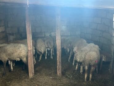 Qoyun sürüsü satılır - Növ: yerli cins qaragül/qarışıq ət–yun