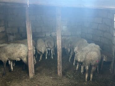 heyvan bazari inekler: Qoyun sürüsü satılır - Növ: yerli cins qaragül/qarışıq ət–yun — 1