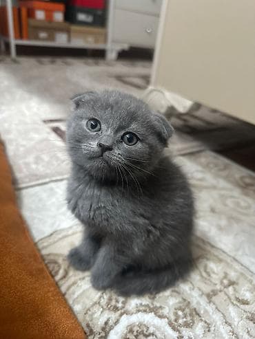 pişiy: Şotland — 3