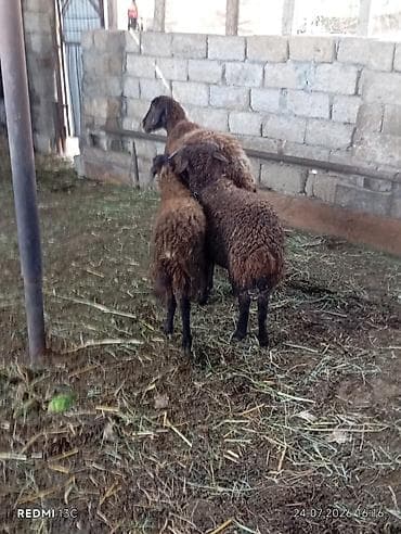 ev iti pudel: Mol karaman qoyun yanda ekrey ve disi quzuya satilir tam sağlam — 2