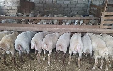 diri quzu satisi: Qurbanlıq quzular qoçlar . Gəlib rahatlıqla kəsib yerində apara — 3