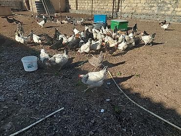 Salam serbris 8 aylıq toyuqlar satılır hamısı yumrtlayır qiymet 15 — 2