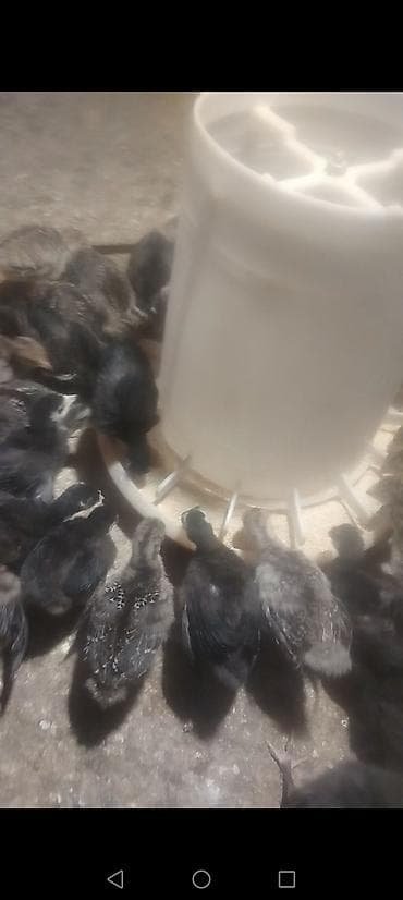 hind guşu: Dişi, Kanada, Ətlik, Ödənişli çatdırılma — 6