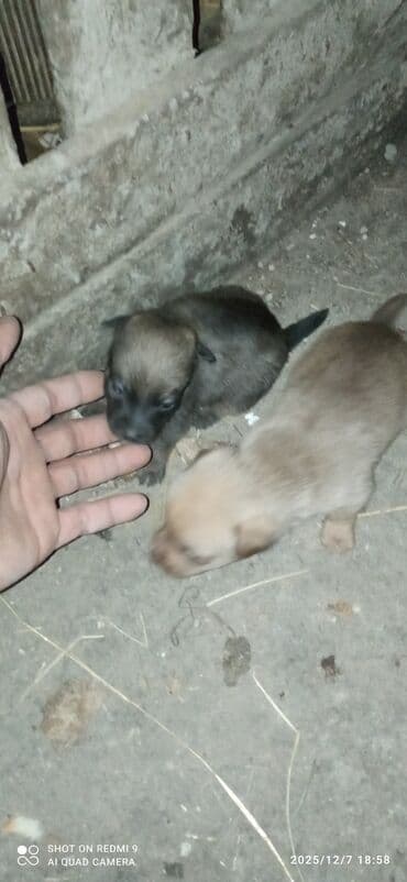 etibarlı əllərə itler: Zvanok damka arginali təmiz qan küçükleri satılır Balaca ölçülü həyət — 6