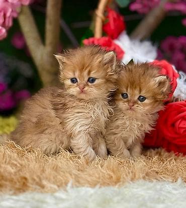 sirin pisik sekilleri: Zərif, uzun tüklü balaca pişik balaları - Rəng: isti qızılı/qırmızı — 1