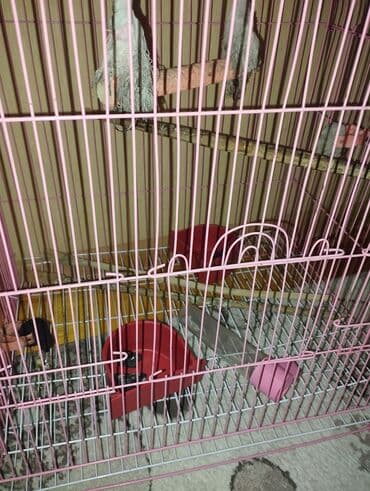 karlik dovsan satisi: Quş qəfəsi – geniş və funksional - Rəng: çəhrayı (metal karkas) - — 4