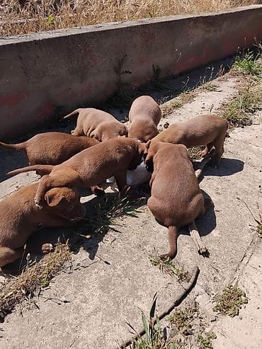 macar ördek: Macar vizsla, Peyvəndli — 8