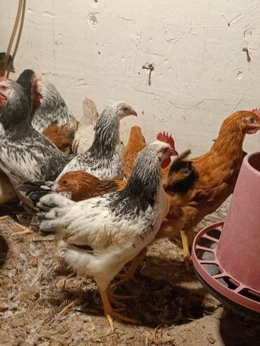 bugdanin qiymeti: Liqore sort Colpalar ela colpalardi qiymetleri 6 manat 1 kl 100q — 1