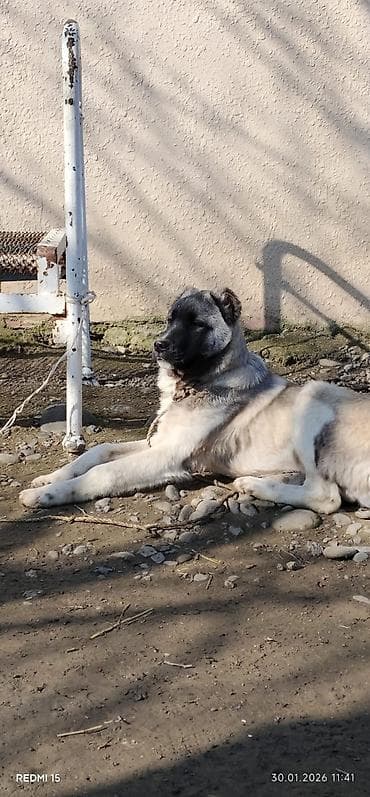 Аквариумы: Алабай, 3 месяца, Самец, С прививками, Доставка в районы — 3