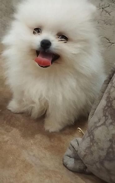 bala pişiy: Şpitz, 2 ay, Dişi — 1