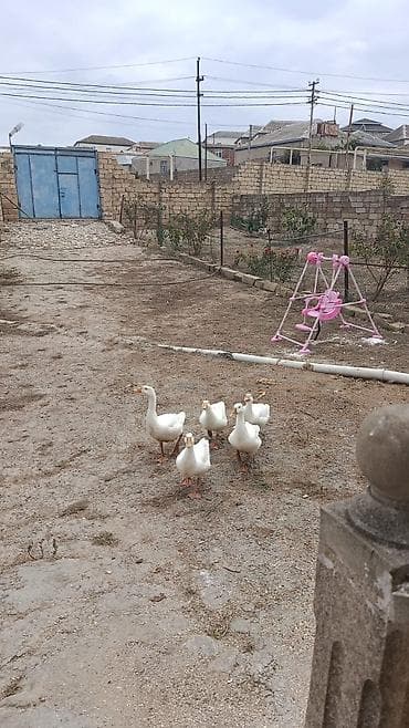 ov itləri satışı: 3ayliq 20gunluk yerli kənd qazları.qiymət 30AZN.5 ədəd.Unvan Bakı — 3