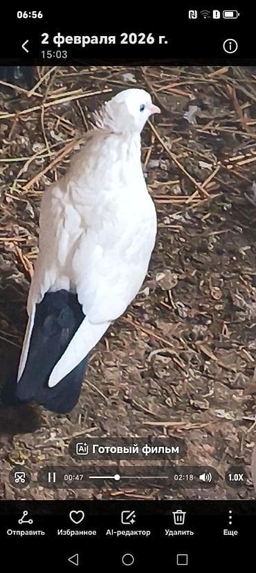 tetra quşu: Məhsul:Salam damazlıq sağlam bala verən quslarimdir, erkey oynaq göy — 7