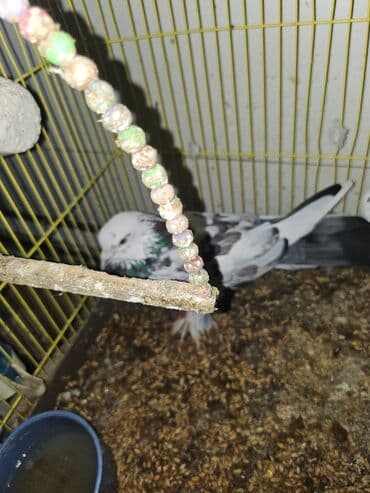 Bülbüllər: Müxtəlif rənglərdə iki göyərçin təklif olunur. Biri gənc, qəhvəyi, boz — 9