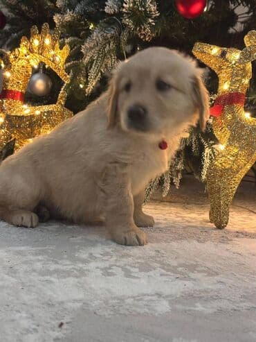 Heyvanlar üçün mallar: Retriever, 2 ay, Dişi, Sənədli, Ünvandan götürmə, Ödənişli çatdırılma — 8