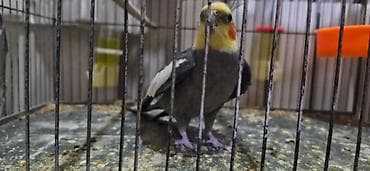 it balalari satilir: 2 korella ələ öyrəşib. Çiyinlərdə oturur 1 erkək 1 dişi Böyük qəfəslə — 4