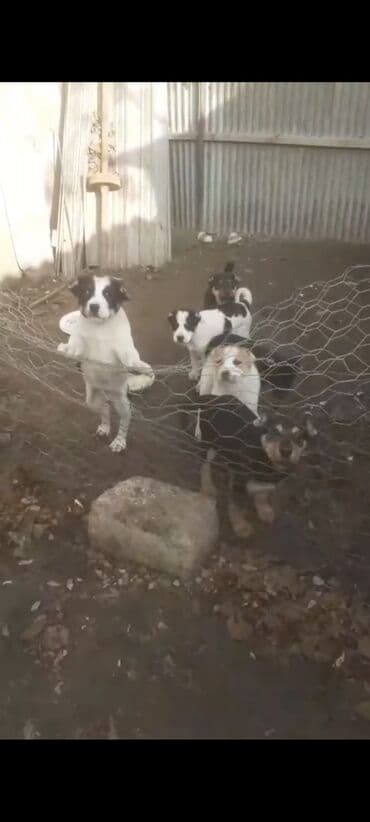 Quşlar: Qurdbasar, 2 ay, Erkek, Peyvəndli, Ünvandan götürmə, Pulsuz çatdırılma, Ödənişli çatdırılma — 4