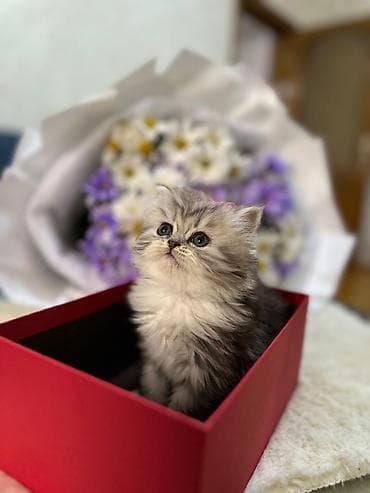 pisikler: Gümüş rəngli, uzun tüklü balaca pişik balası - Cins: uzun tüklü — 4
