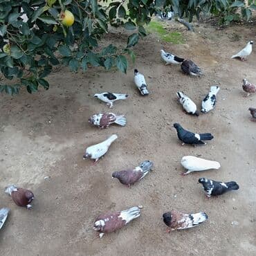 heyvanlara verilen xususi adlar: Məhsul: Ev göyərçinləri kolleksiyası Təsvir:kom satılır - Rəng — 1