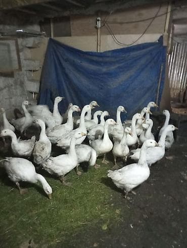 K/t heyvanları və malları: Dişi, | Linda, Damazlıq, Ünvandan götürmə — 3