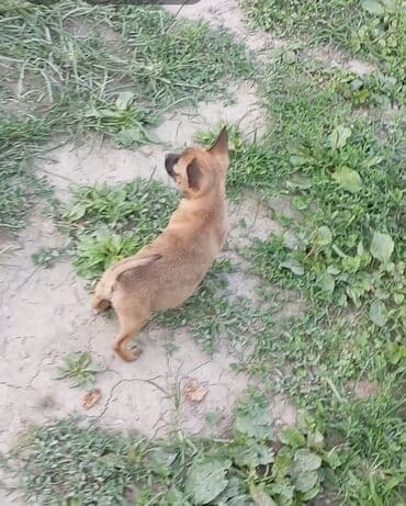 it üçün yem: Peyvəndli — 4