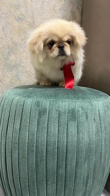 Pekines, 4 ay, Dişi, Sənədli