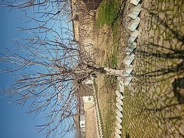 xudatda torpaq: 3 sot, Tikinti, Maklerlər narahat etməsin, Kupça (Çıxarış) — 2