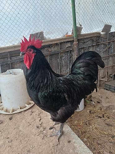 Avstrolop toyugun mayali yumurtasi satilir Təsvir: - Şəkillərdə qara