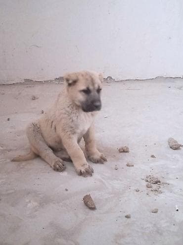 balakən heyvan satisi: 2 ay — 6