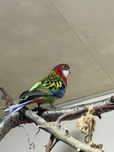 tutuquşu haqqinda melumat: Məhsul: Rəngli rozella (Eastern Rosella) – dekorativ papağan,dişi 1,5 — 2