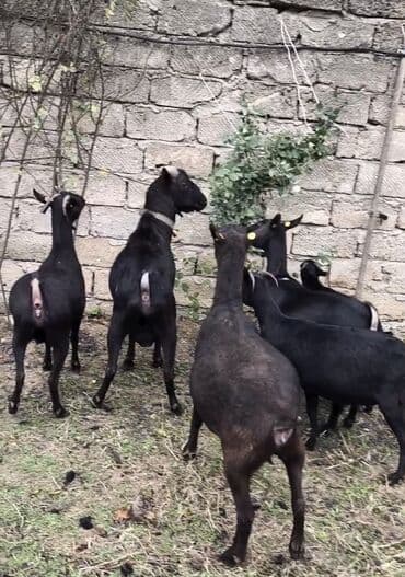 cins inekler azerbaycanda: Təmiz orginal murciyano keçiləri yetik boğazdılar 6 dənə keçidi — 3