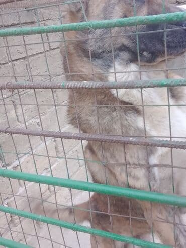 coban iti adlari: Meydan itidir 2yaş nece ayligdir balacalgdan 1aylgdan biz boyutmuşuk — 4