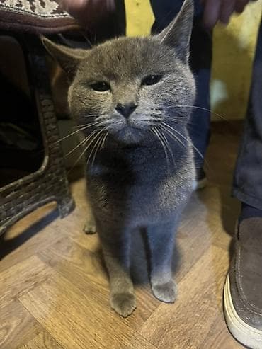 Pişiklər: Rus mavi, Yaxşı əllərə — 6