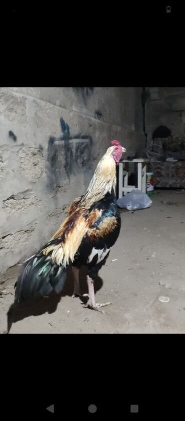 yaponka xoruz: 1 yaş yarimlig çil xoruz satılır 40 manata ucuz qiyməte tam sağlam — 3