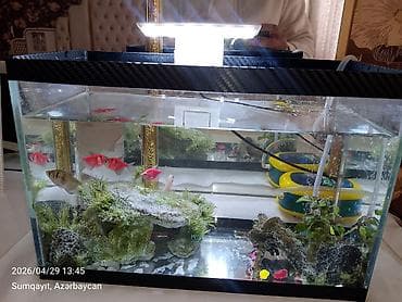 oranda balığı: Ternesiya balığı, Sülhsevər, Pulsuz çatdırılma — 2