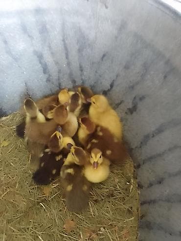 pekin ordək: Muscovy ördək balaları (barbarıka) – müxtəlif rənglərdə civcivlər - — 1