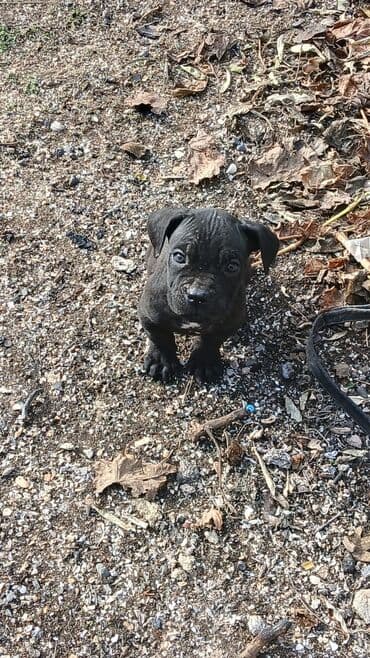 i̇t pudel: 2 ay, Erkek — 2