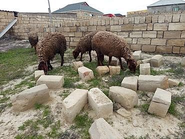 Heyvanlar təcili satılır vatsap AKTİVDİ lalafo.az -da Heyvanlar təcili satılır vatsap AKTİVDİ