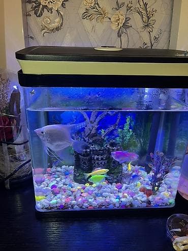 akvarum: Akvaryum dəsti - Şaquli formalı şüşə akvaryum, üst qapaqlı - Qapaqda — 3