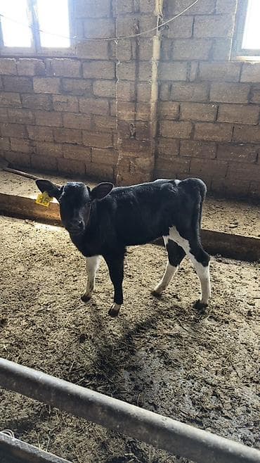 kök dana: Erkek — 1