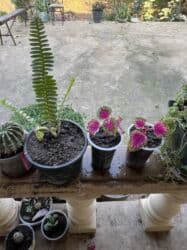 kalanxoye bitkisi: Her kimete var Otaq və balkon üçün dekorativ bitkilər kolleksiyası - — 28