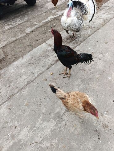 kanada sortu hinduska: Aseel tipli döyüşçi xoruz - Cins: Aseel tipli, hündürboy, uzun — 3