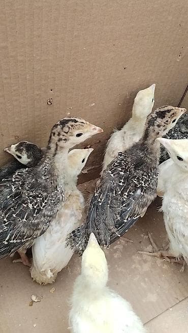 at satisi qiymetleri: Salam 15 ədəd sort hinduşka balası satılır 20 günlük hamısı bir yerdə — 2