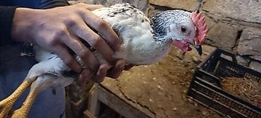 naxcivan heyvan bazari: Toyuq cücələri, Ətlik — 3