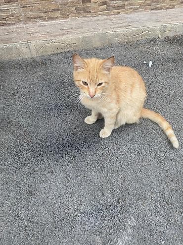 Pişiklər: Pişik erkek etibarli ellere verilir — 2