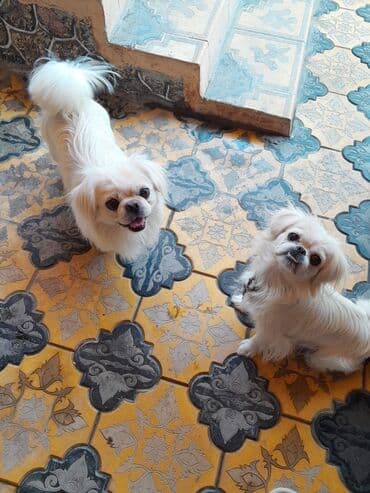 it cutlesdirmek: Pekines, 1 il, Erkek, Sənədli — 3