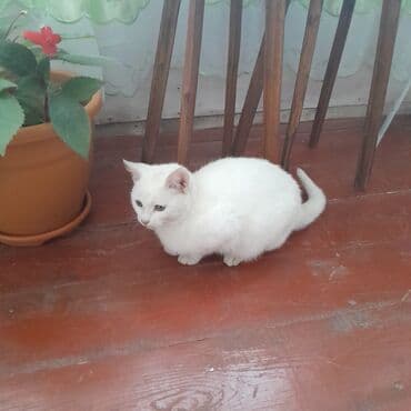 Balıq qulağı: Dişi, Yaxşı əllərə — 3