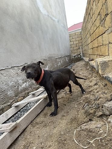 it haqqinda melumat: Pitbul, 1 il, Dişi, Peyvəndli — 4