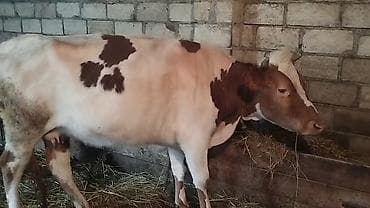 Dişi, Simental, il: 4, Südlük, Ünvandan götürmə