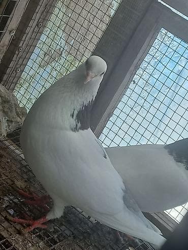 katibə quşu: 3 ədəd göyərçin. Ünvan Sabunçu. Dişi qara boynugüllü — 7